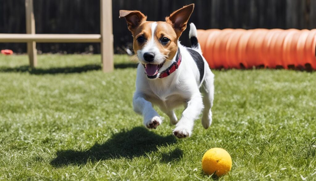 Cachorro Do Máscara: Guia Completo Jack Russell Terrier